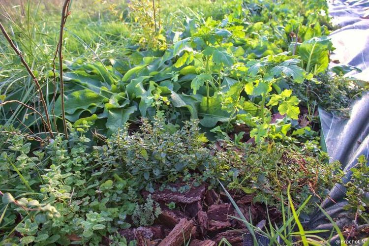 Une vue de plantes abondantes fournissant la biomasse nécessaire au jardin-forêt